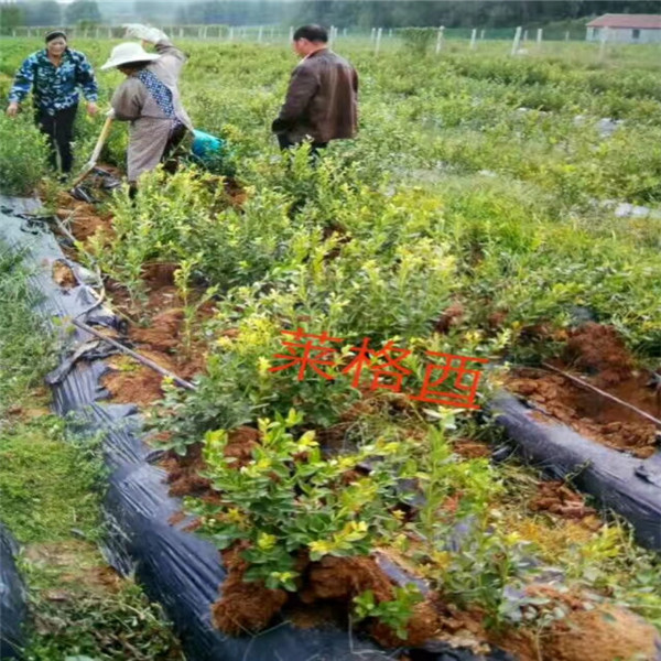 北卫蓝莓苗夏季管理和养护北卫蓝莓苗管理培育