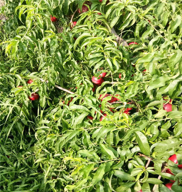 中油19號(hào)桃哪里有賣的