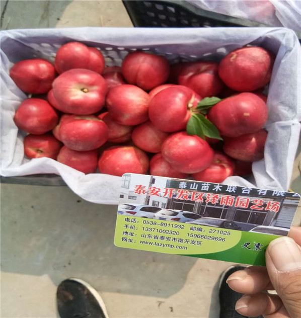 黃金冠桃價(jià)格