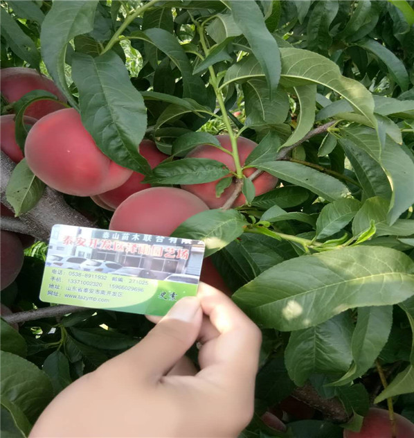 黑皇后油桃零售