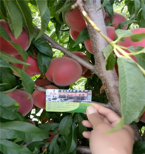 滿枝紅油桃育苗基地新報價