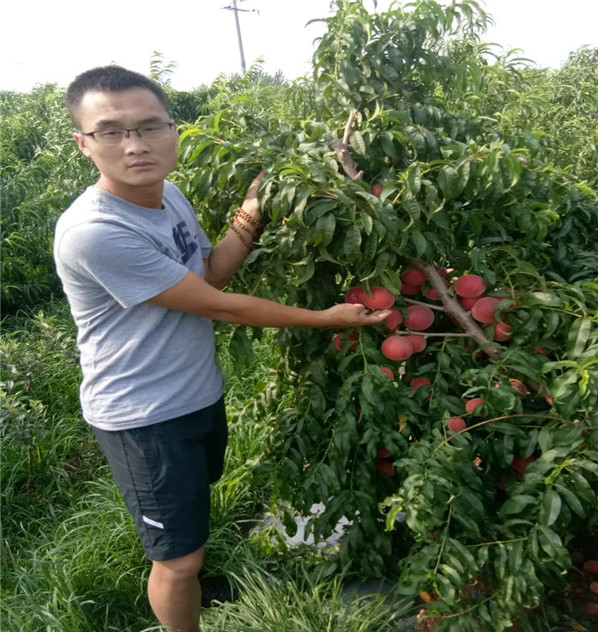 质量的世纪之星油桃3号树苗，当年嫁接世纪之星油桃3号树苗