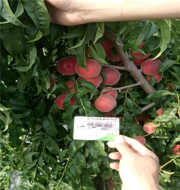 魯星一號(hào)油桃便宜價(jià)格