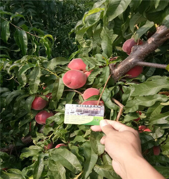 魯星一號油桃怎么管理