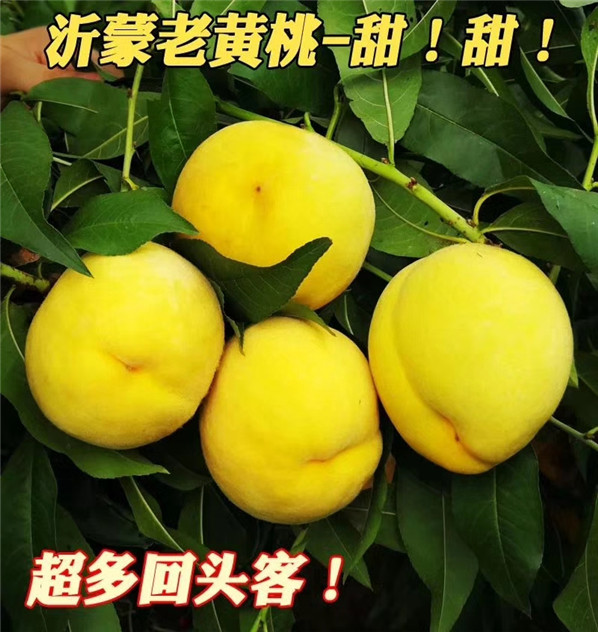 滿(mǎn)園紅油桃介紹，五年滿(mǎn)園紅油桃