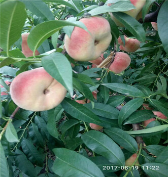 冰糖蜜桃價(jià)格走勢(shì)表