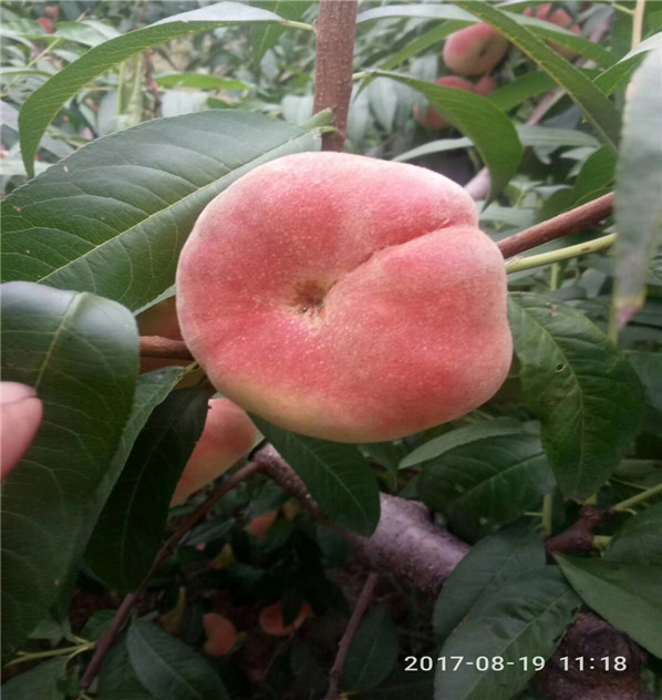 明月油蟠桃哪里賣