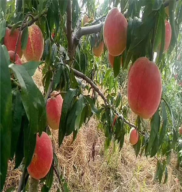 優(yōu)系F66-1桃育苗基地新報(bào)價(jià)