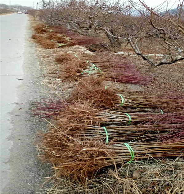 雪里紅桃需要多少錢