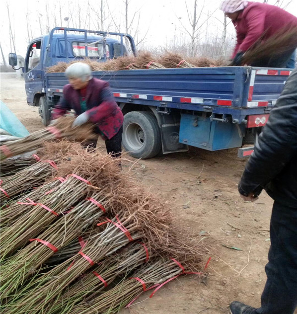 中油19號(hào)桃哪里有賣的