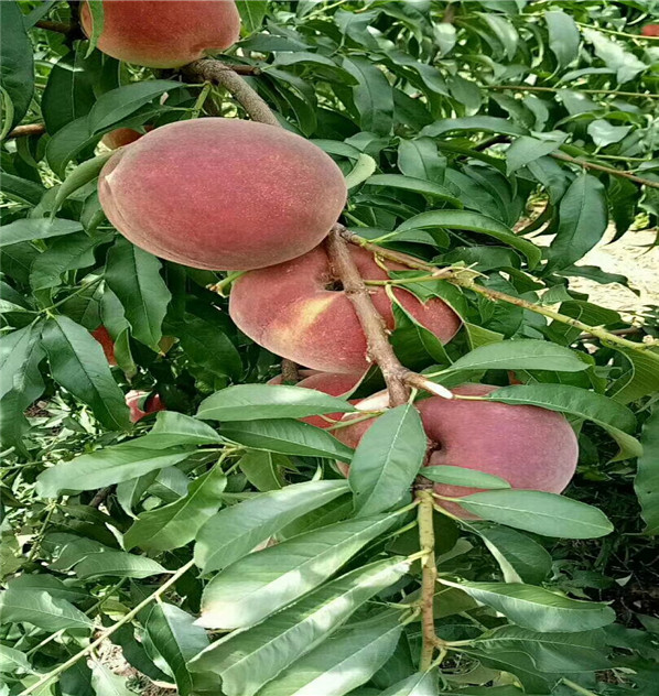 滿枝紅油桃好成活嗎