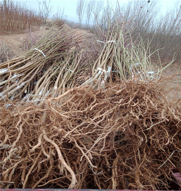 國慶桃王基地，5年生國慶桃王