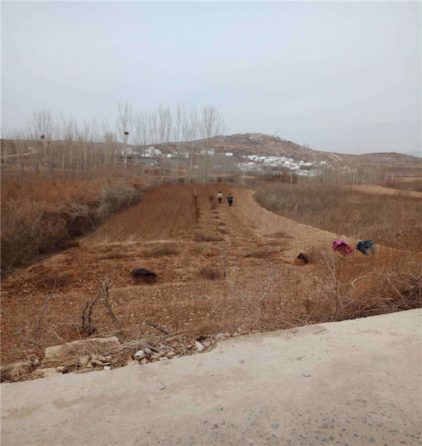黑皇后油桃便宜培育基地