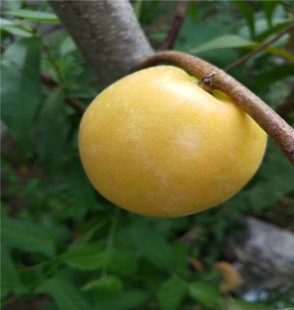 滿枝紅油桃好成活嗎