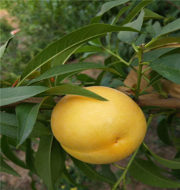 冰糖蜜桃便宜報(bào)價(jià)