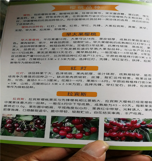 黑皇后油桃零售