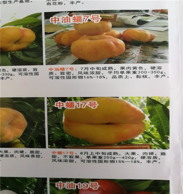 中蟠11號(hào)桃哪里便宜