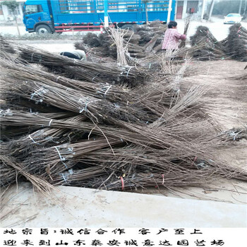 臺(tái)灣次郎柿子苗管理培育