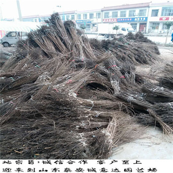 哪里有柿子樹苗便宜出售