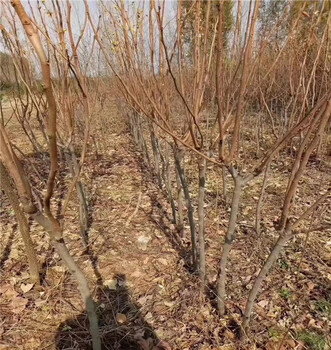 便宜的臺(tái)灣次郎柿子苗好成活嗎