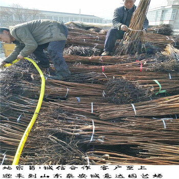 陽(yáng)豐甜柿子苗哪里批發(fā),陽(yáng)豐甜柿子苗便宜基地