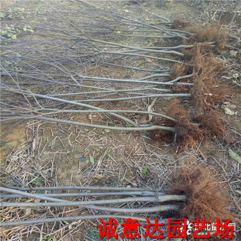 矮化m9t337早红嘎啦苹果苗管理技能有哪些