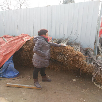 矮化黑钻苹果树苗大量出售阿里日土