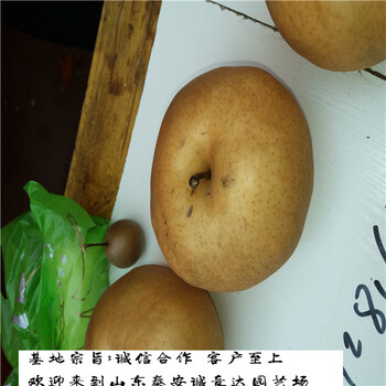 玉露香梨樹(shù)苗今年報(bào)價(jià)、哪里有的玉露香梨樹(shù)苗