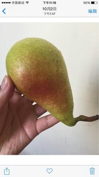 今年園黃梨樹(shù)苗	多少錢(qián)一根