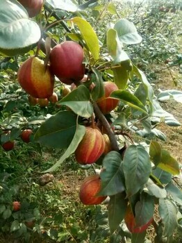地徑07的紅香酥梨樹苗近期報(bào)價(jià)