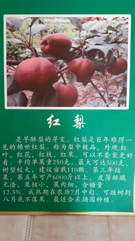廣東君睞紅梨樹苗哪里有出售的