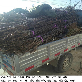 特夏玉梨樹苗近期報(bào)價(jià)