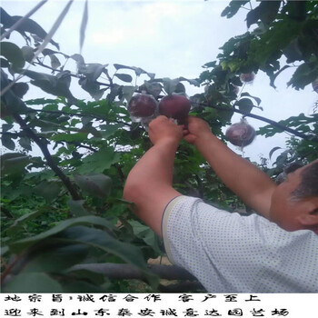 雙8黃冠梨樹苗種植和澆水