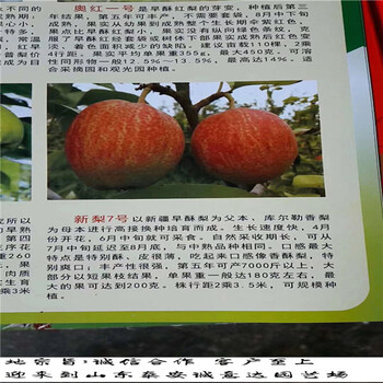 早紅考密斯梨樹苗價格走勢圖