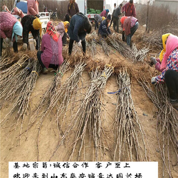 夏玉梨樹(shù)苗上海便宜培育基地