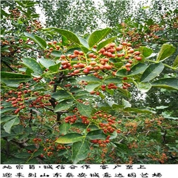 小花椒樹苗哪里賣，九葉青花椒苗價(jià)錢