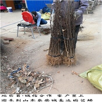 0.6花椒樹苗批發(fā)基地，花椒苗種植技術(shù)