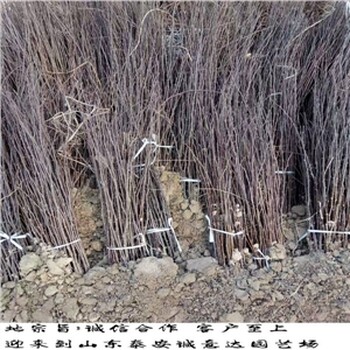 花椒苗做籬笆哪里有出售的，花椒苗新報價