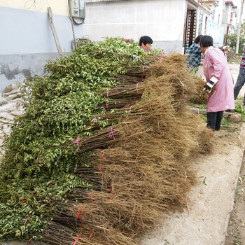 青花椒树苗哪里卖的便宜，花椒苗价格