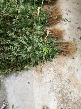 閔行花椒苗批發(fā)價格