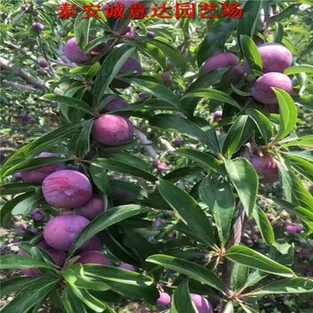 五月脆李子苗需要多少錢，五月脆李子苗