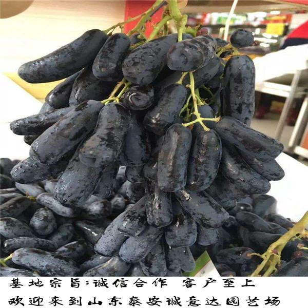 夏黑砧木克伦生葡萄苗便宜培育基地