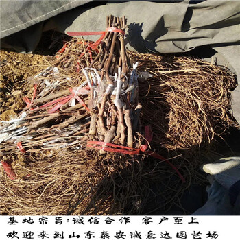 甜蜜藍寶石葡萄苗怎么分辨，如何挑選甜蜜藍寶石葡萄苗
