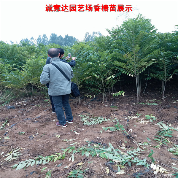 北京2019年秋季便宜矮化香椿苗