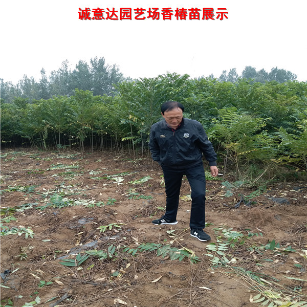 辽宁便宜的红油香椿苗