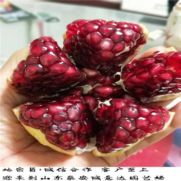 蒙阳红石榴苗哪里卖的便宜，广东蒙阳红石榴苗