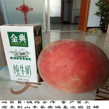 的世紀(jì)之星油桃3號樹苗，3年生世紀(jì)之星油桃3號樹苗