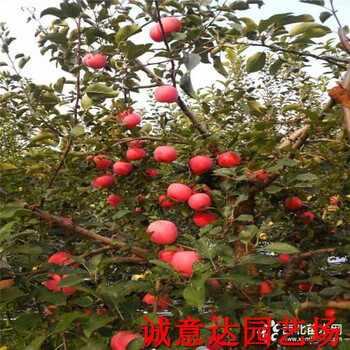 嘎啦蘋(píng)果苗哪里便宜、嘎啦蘋(píng)果樹(shù)苗價(jià)格表
