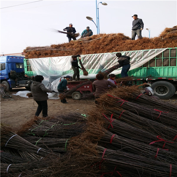 大量批发鲁丽苹果苗、鲁丽苹果苗主要产地