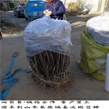 什么地方有雞心果樹苗、雞心果樹苗種植時(shí)間